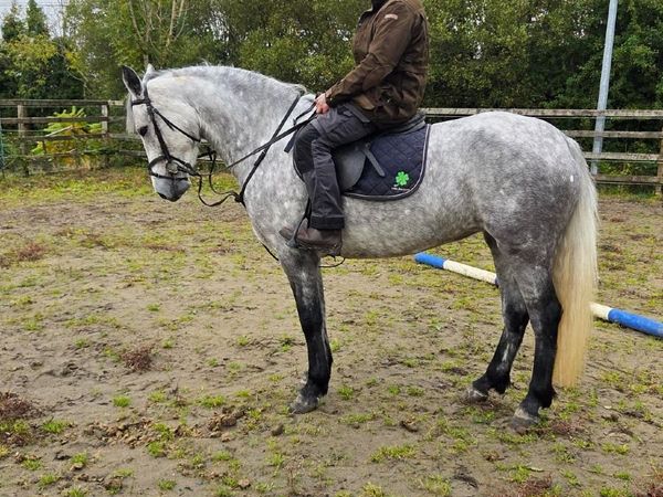 Connemara Pony Clifden lot 261 - Main image