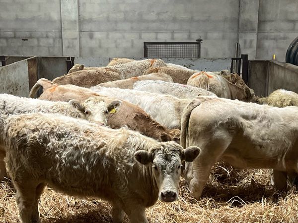15 Super Golden & White CH Heifer Weanlings - Main image