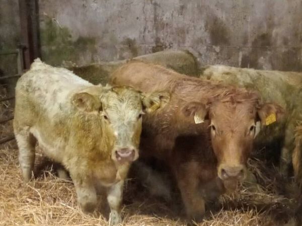 300 KG GOLDEN AND WHITE CHAROLAIS HEIGERS - Main image