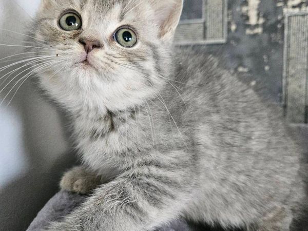 Scottish fold and straight kittens - Main image