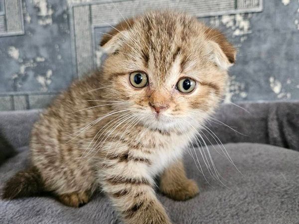 Scottish fold and straight kittens - Main image
