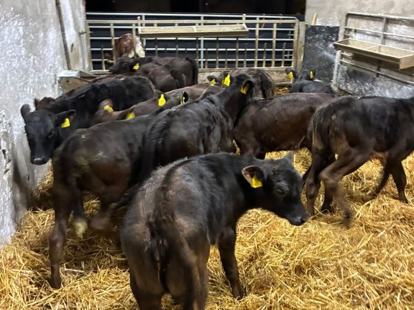 Lim and Angus heifers - Main image