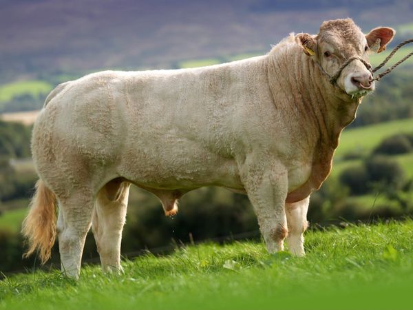 🌟Pedigree Blonde Bull 🌟 Ballyjamesduff Oct 23-26 - Main image