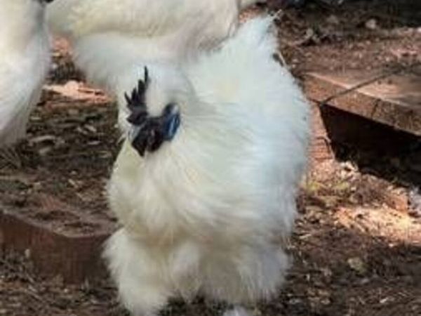 silkies - Main image