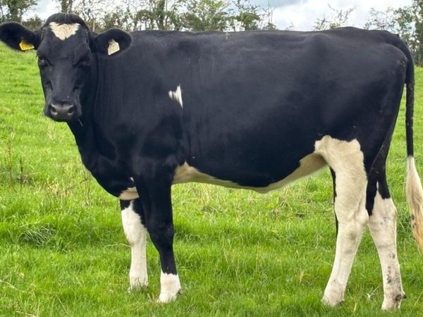 12 Spring Calving Heifers - Main image
