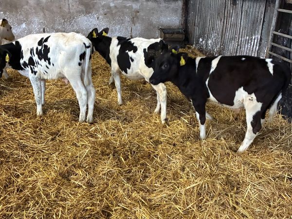 Reared Friesian bulls - Main image