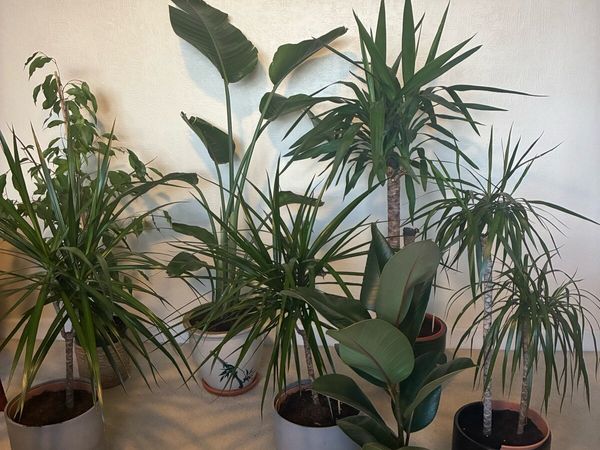 Plants - Main image