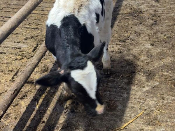 BB bull calf. - Main image
