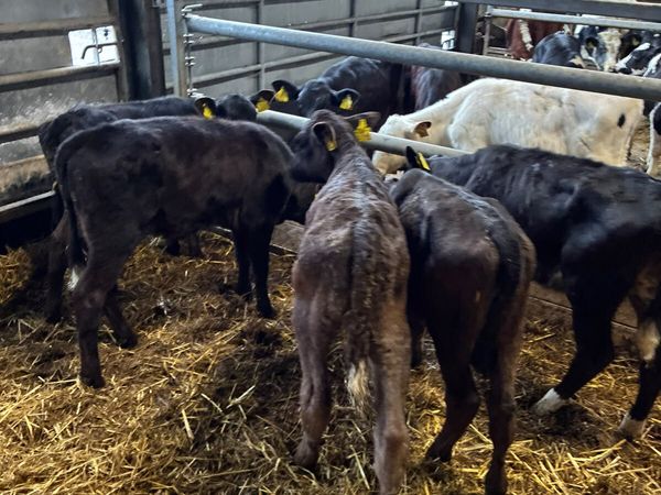Reared Angus and lim heifers - Main image