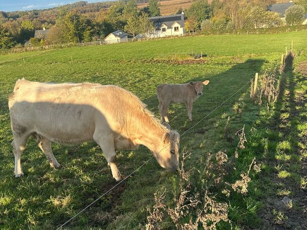 Cows with calves - Main image