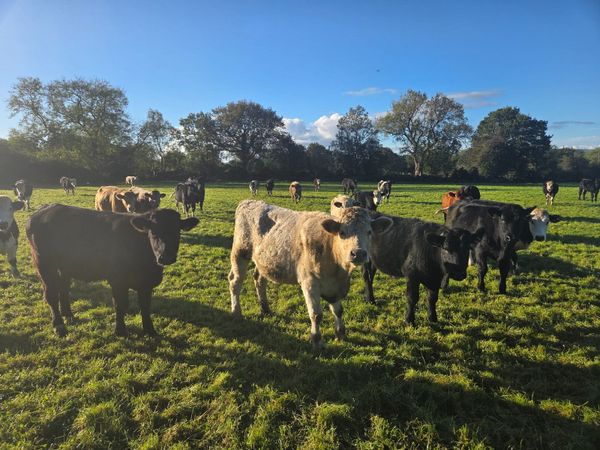 38 store bullocks and 25 store Heifers - Main image