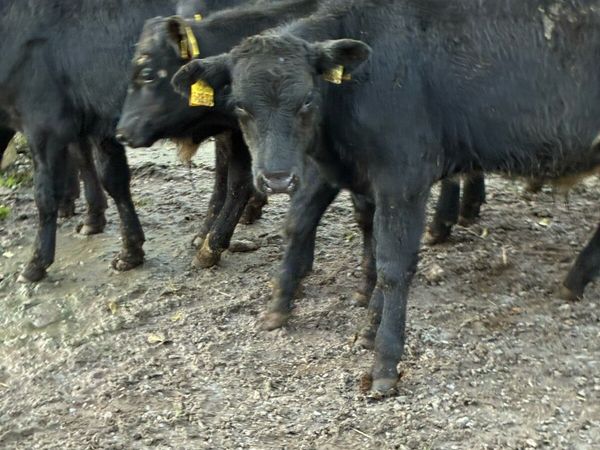 16 SUPER QUALITY  AA BULL WEANLINGS 200KG - Main image
