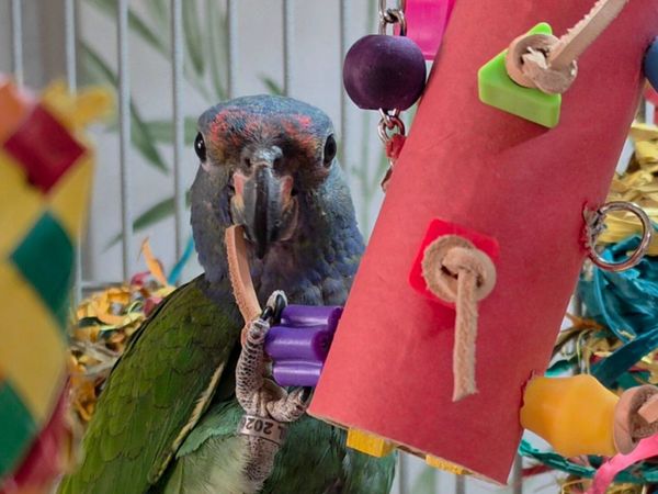 Pionus Blue Headed Parrot+ Celltei Birdie GoGo - Main image