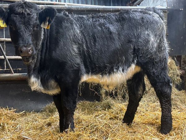⭐️ Blue Grey Limousin Heifer Wealing ⭐️ - Main image