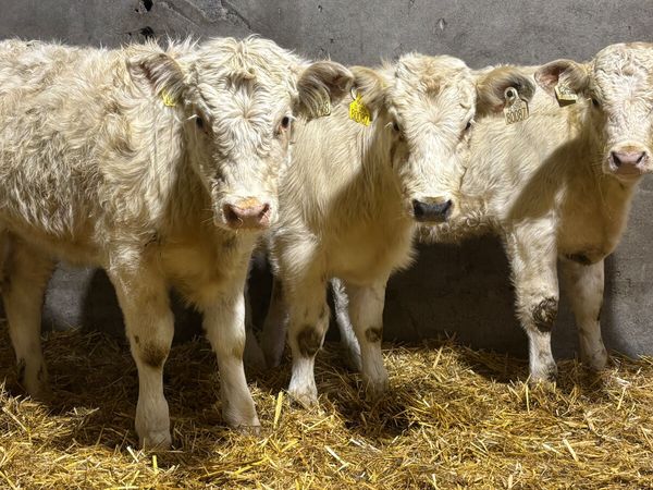 ⭐️ 3 Charolais Heifer Wealings ⭐️ - Main image