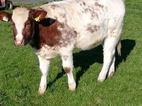 Heifer WEANLINGS Gort Mart 22nd Oct - Main image