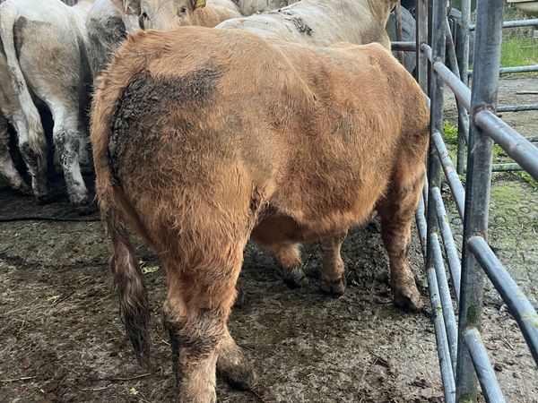 Limo & Charolais bullocks - Main image