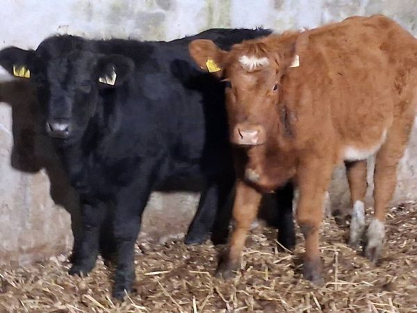 2 Limousin Weanling Heifers - Main image