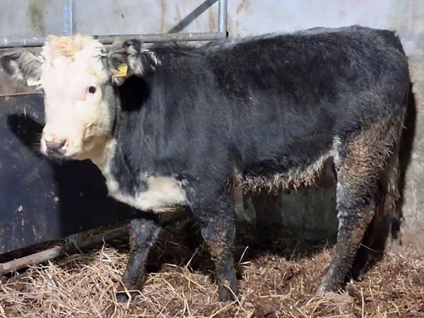 Blue Grey Whitehead Limousin Weanling Heifer - Main image
