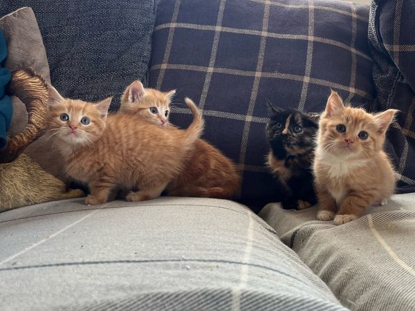 Fluffy kittens for sale - Main image