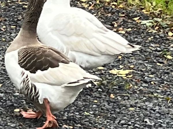 Pair of Breeding Geese - Main image
