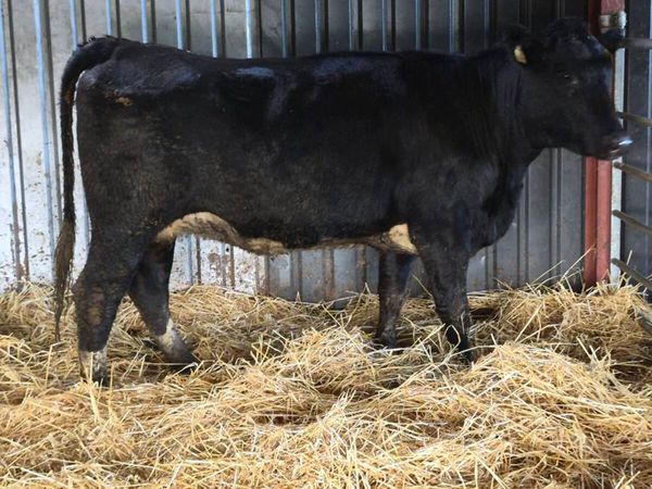 Angus incalf heifer - Main image