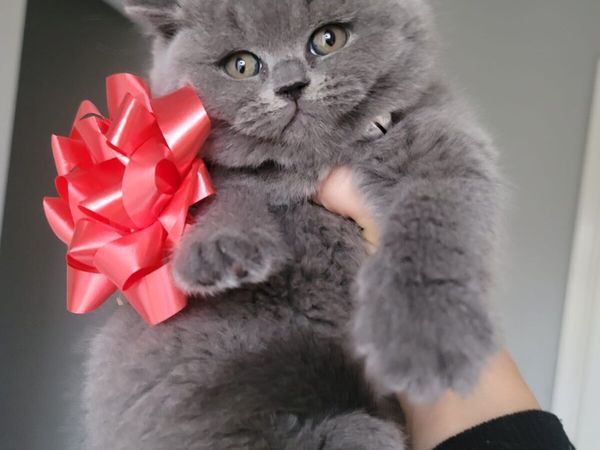 Purebred British Shorthair kittens - Main image