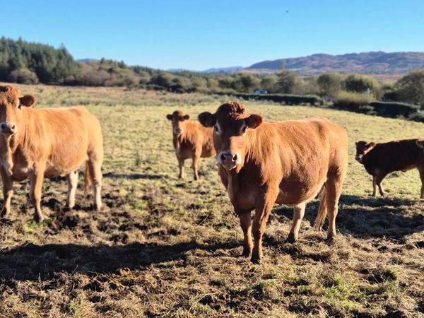 Cows - Main image