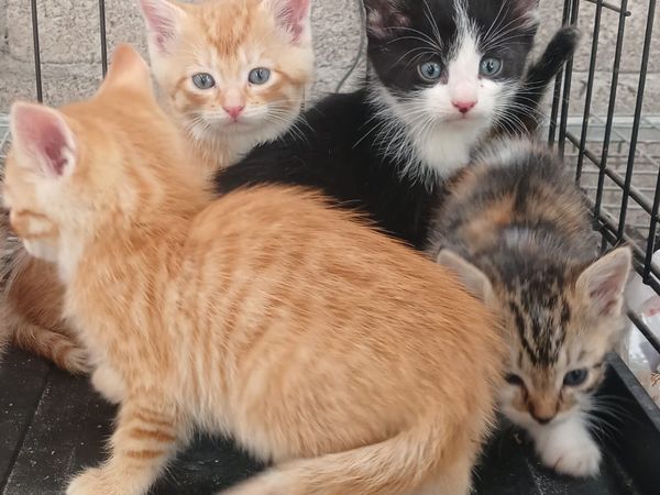 Kittens - Main image