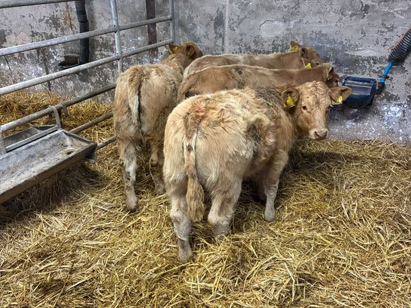 Charolais heifers - Main image