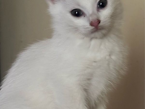 Adorable kid friendly kittens ready for new homes - Main image