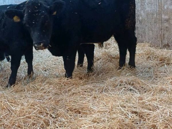 9 super angus bulls - Main image
