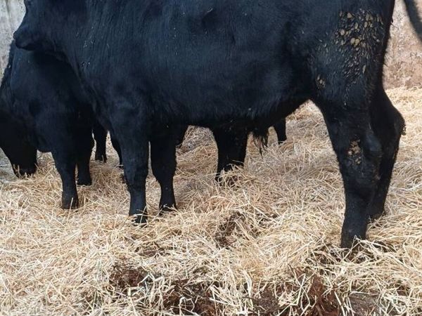 9 super angus bulls for sale in Tyrone for €1,095 on DoneDeal