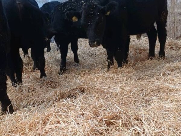 9 super angus bulls for sale in Tyrone for €1,095 on DoneDeal