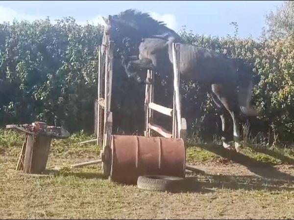 Sport Horse - Main image
