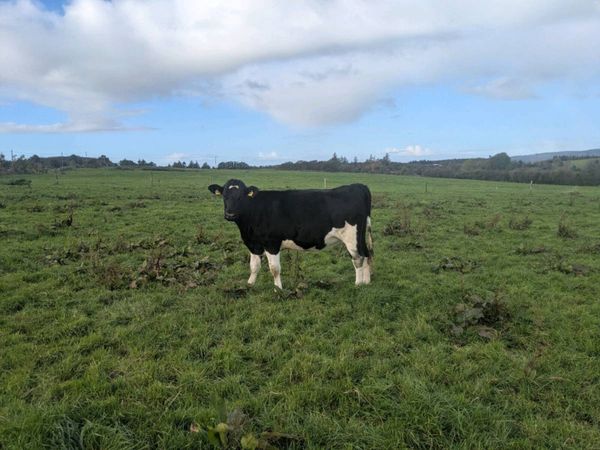 Fresian Heifers - Main image