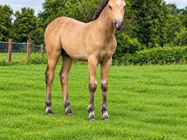 Lot 837 Sunday Colt foal by Gwennic de Goariva - Main image