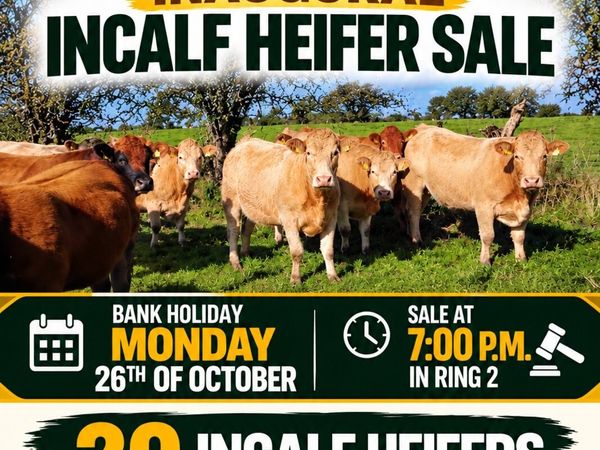 JOHN FITZPATRICK’S INAUGURAL IN-CALF HEIFER SALE - Main image