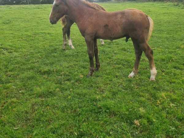 Foals - Main image