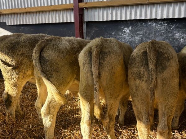 7 super 240kg Charlie bullocks 🔥 - Main image