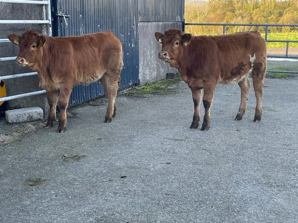 2 super 5⭐️star heifer weanlings cow makers - Main image