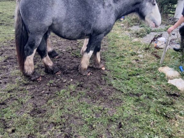 Rising 3 year old cob filly to make 15.2 - Main image