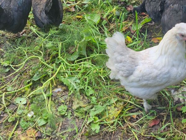 Bantams - Main image