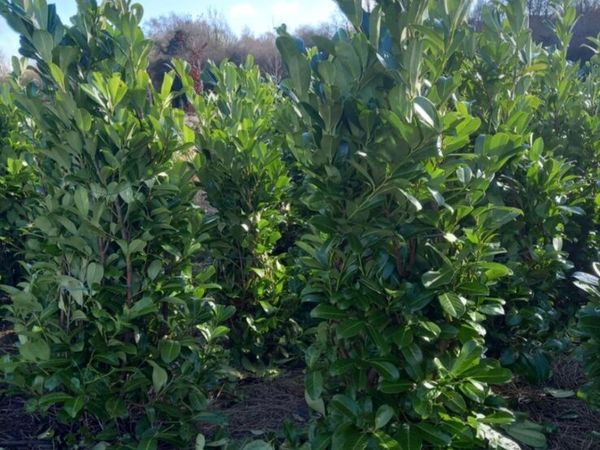 Rootball 5/6 ft laurels for sale - Main image