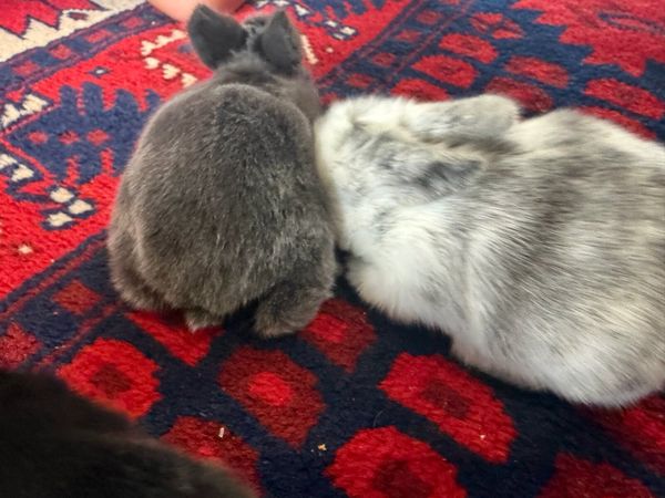 Bunnies - Main image