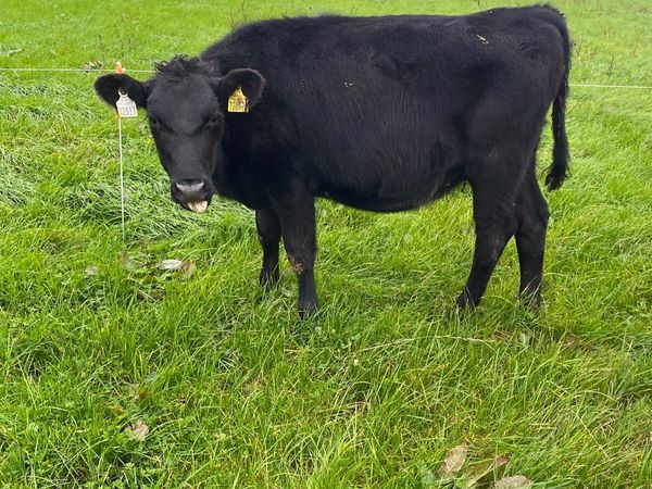 Weanling heifers - Main image