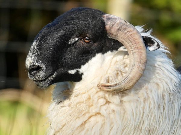 Perth / Scotch Blackface Ram Lambs - Main image