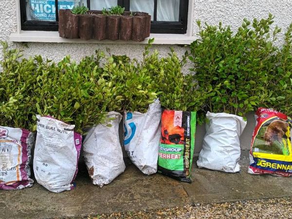 BAGAIN 💰 CHEAP LAUREL / LAURAL HEDGING PLANTS - Main image