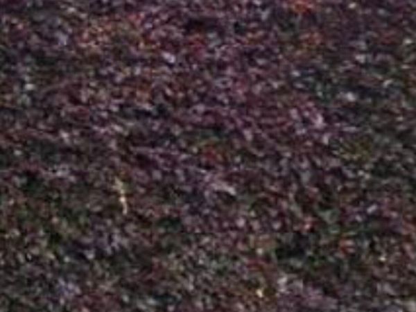 Bareroot copper beech for sale - Main image