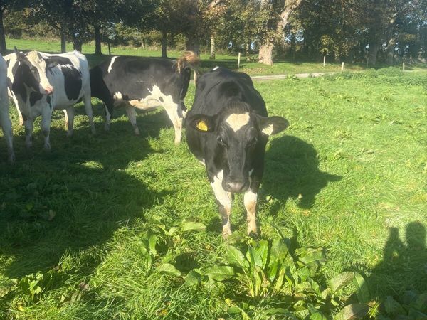 For sale pedigree in calf friesian heifers - Main image